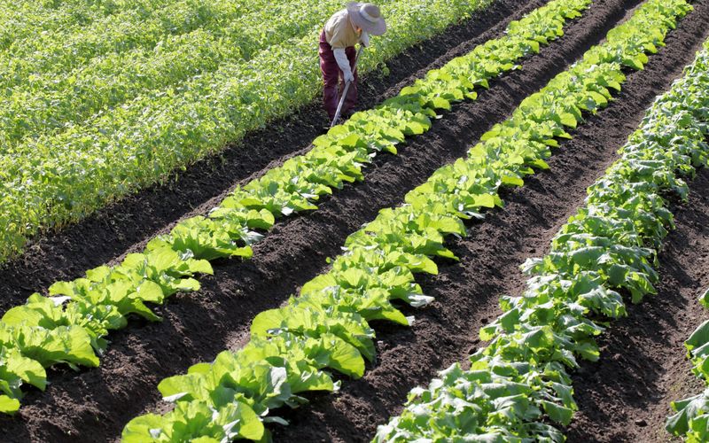 島の畑で野菜をとる